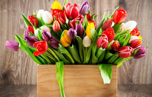 Photo, Flowers, Tulips, A lot