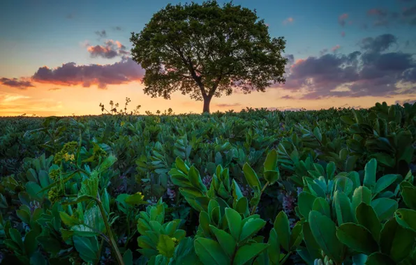 Greens, field, leaves, tree, plants