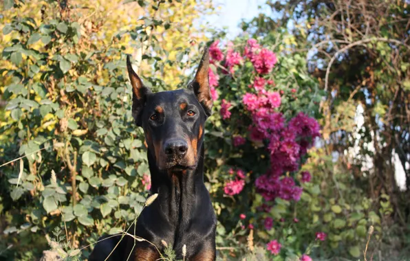 Dog, flowers, beauty, sunny day, Shelby Cobra iz Zoosfery, doberman, Shelby Cobra of Zoosfery, dogs …