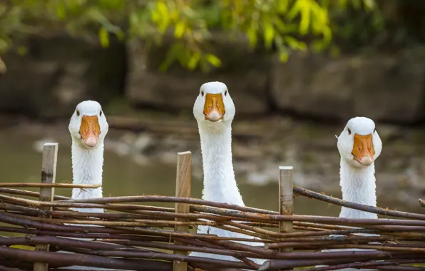 Look, birds, the fence, yard, white, trio, geese, the fence