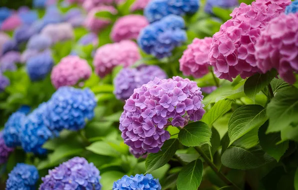 Flowers, garden, pink, the bushes, blue, lilac, hydrangea, AI art