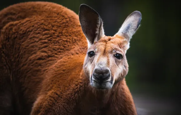 Look, face, portrait, kangaroo