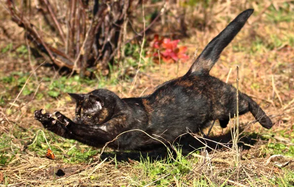Cat, cat, jump, butterfly, hunting