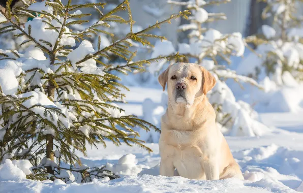 Winter, snow, dog, tree, dog, Labrador Retriever