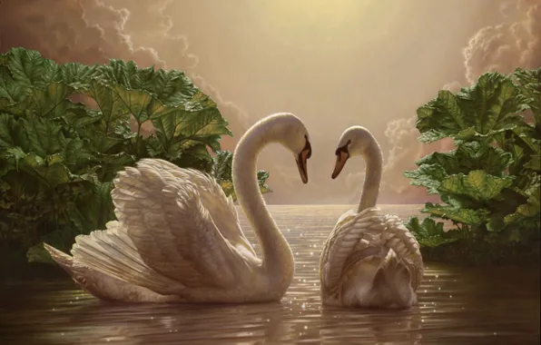 Romance, picture, the evening, two, swans