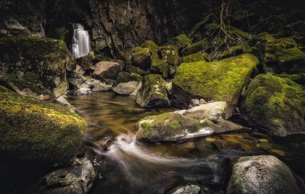 Picture forest, stones, waterfall, moss, river