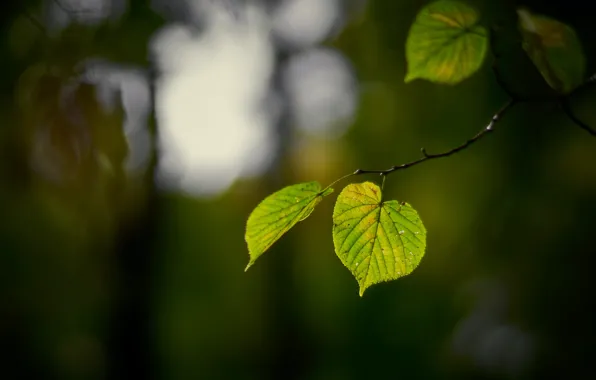 Picture leaves, light, branches, green, the dark background, bokeh, linden leaves