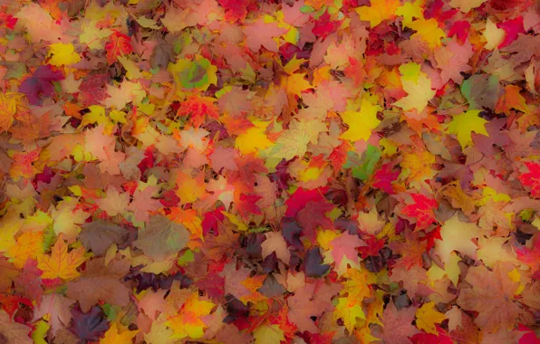 Autumn, leaves, carpet, maple
