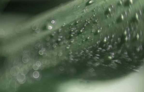 Macro, Rosa, leaf, raindrops