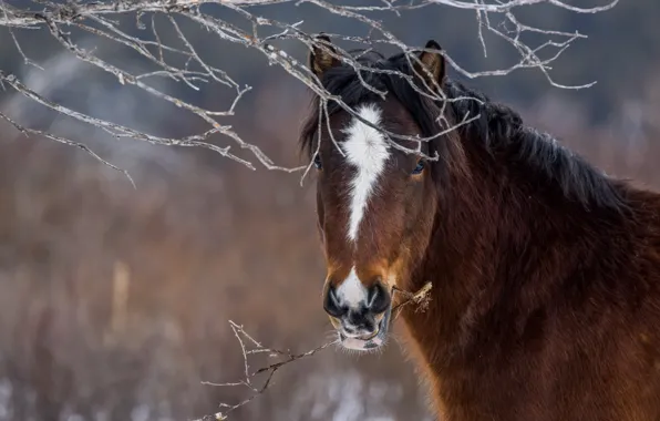Picture face, branches, horse, horse