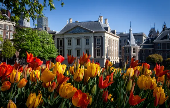 Home, spring, tulips, Netherlands, The Hague