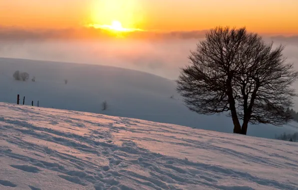 Picture winter, the sun, snow, traces, nature, fog, tree, Wallpaper