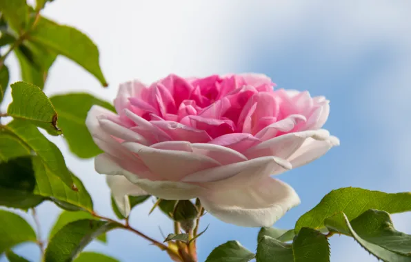 The sky, leaves, macro, roses, buds