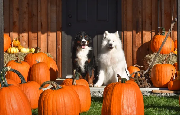 Autumn, dogs, grass, look, light, pose, house, dog