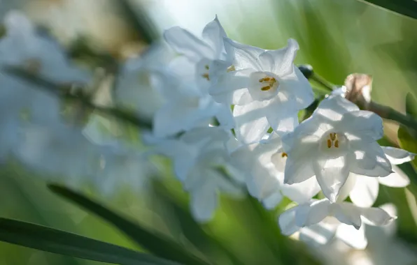 Picture leaves, light, flowers, blur, spring, white, daffodils, bokeh