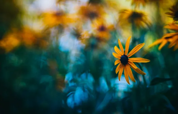 Flowers, background, blur, yellow, garden, bokeh, rudbeckia
