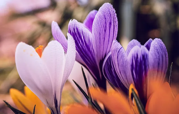 Drops, macro, flowers, Rosa, spring, crocuses, white, primroses
