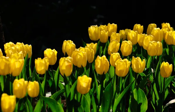 Picture leaves, light, flowers, yellow, spring, garden, tulips, black background