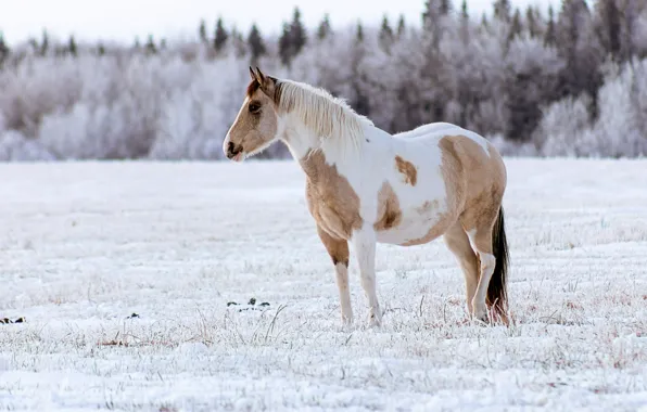Winter, frost, field, forest, look, snow, horse, horse