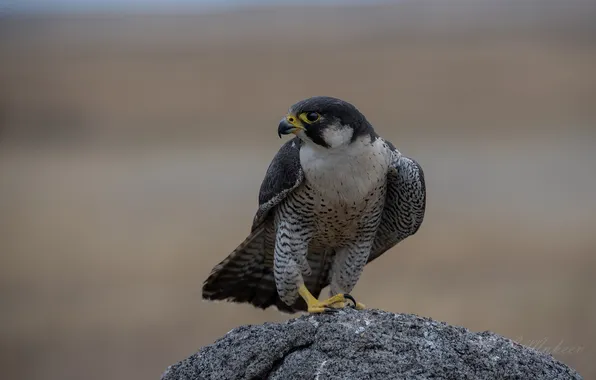 Bird, Peregrine, Bokeh, Alexander Makeev