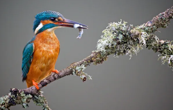 Picture bird, kingfisher, catch