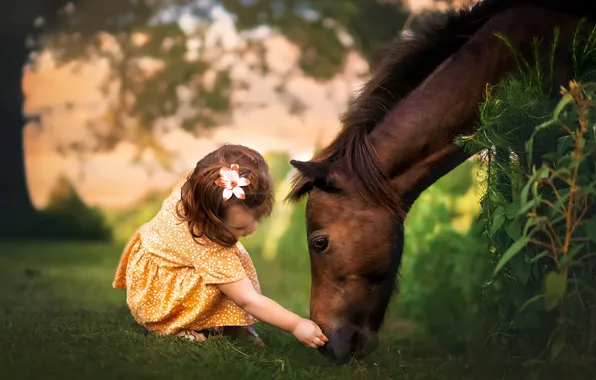 Picture summer, horse, girl