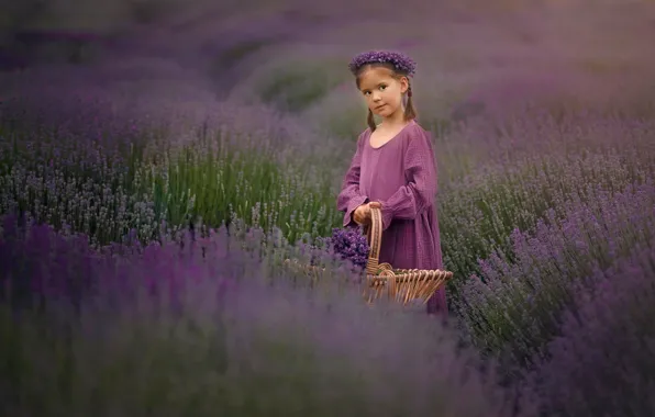 Picture field, flowers, girl, basket, wreath, lavender, lavender field