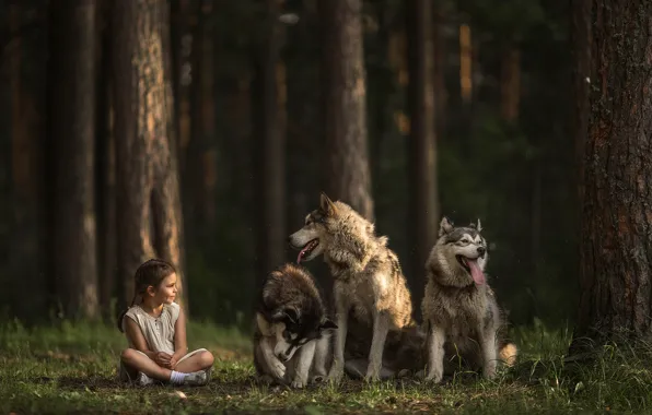 Forest, dogs, girl, trio, three dogs