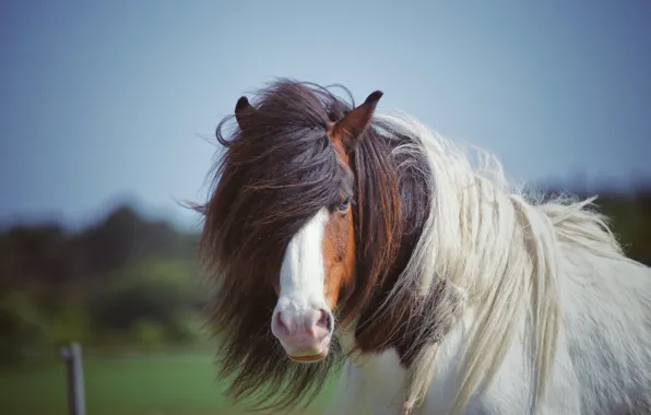 Picture white, the sky, face, background, horse, horse, portrait, mane