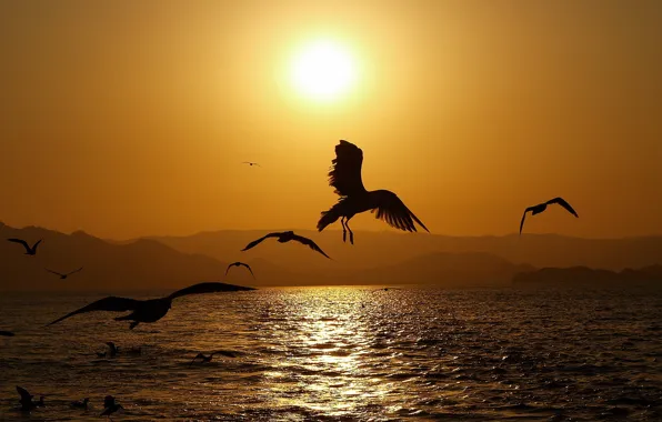 SEA, HILLS, MOUNTAINS, The SKY, The SUN, SUNSET, PACK, BIRDS