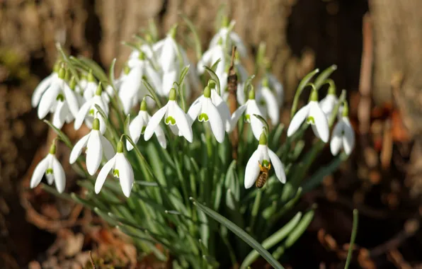 Picture macro, spring, snowdrops