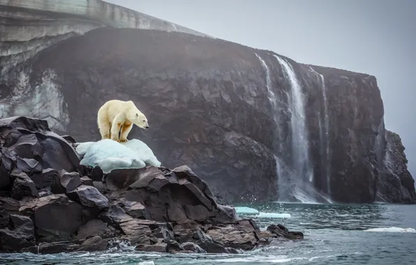 Picture ice, bear, sea, ocean, landscape, nature, water, rocks