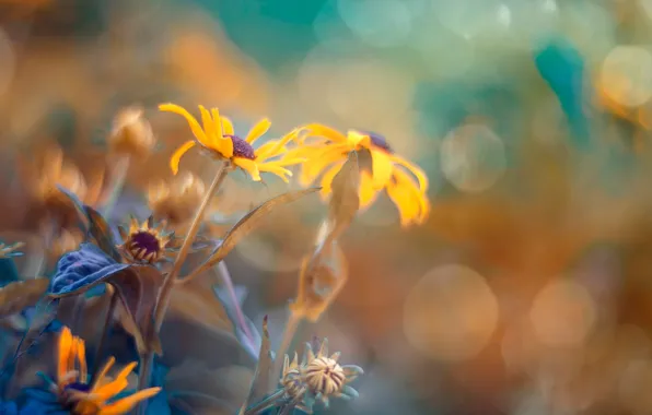 Macro, flowers, glare, yellow, bokeh, rudbeckia