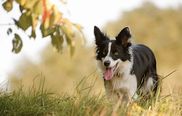 Autumn, each, dog