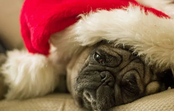 Dog, pug, sad, Santa hat, waiting for holiday