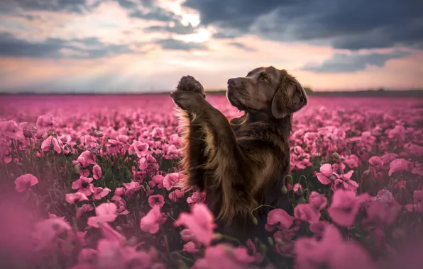Field, look, face, clouds, flowers, pose, Maki, portrait