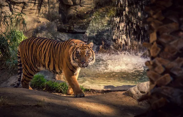 Picture look, water, light, trees, nature, tiger, pose, stones