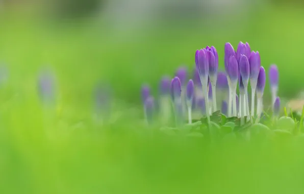 Greens, flowers, nature