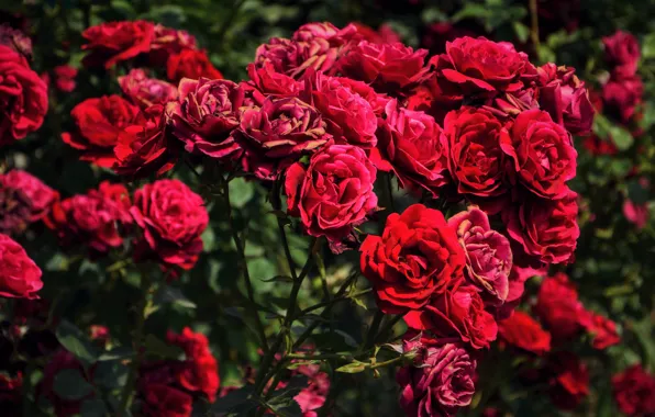 Flowers, red, roses, buds, the bushes