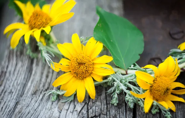 Picture greens, leaves, flowers, yellow, wreath, beautiful wreath
