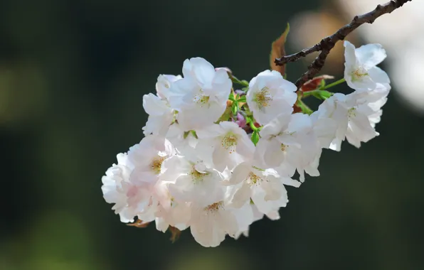 Flowers, cherry, background, branch, spring, Sakura, white, flowering