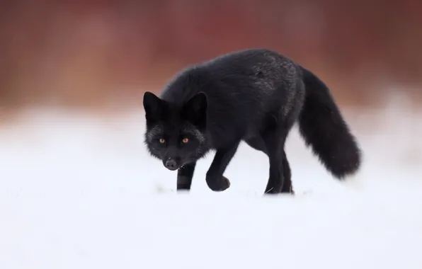 Winter, look, snow, nature, pose, Fox, the snow, black