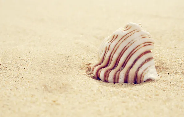 Sand, macro, shell, macro, sand, 2560x1600, shell