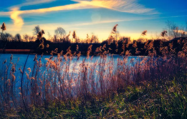 Picture the sky, grass, clouds, lake, stems, the bushes