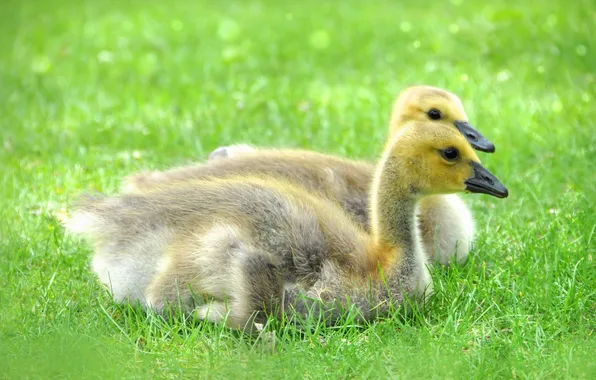 Grass, weed, cuties, cutie, little ducklings, small ducklings