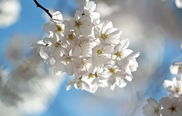 The sky, branches, cherry, spring