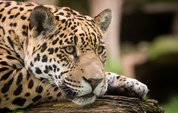 Cat, look, face, Jaguar