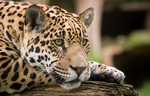 Picture cat, look, face, Jaguar