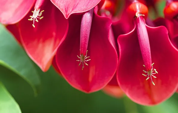 Macro, cockscomb, Of eritrine, Of eritrine cockscomb