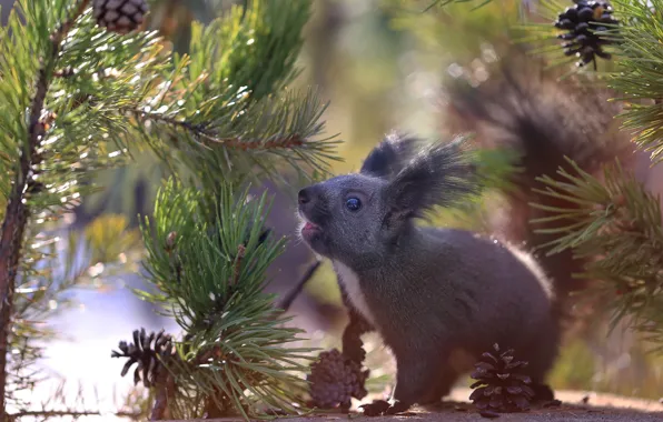 Picture branches, nature, stump, protein, bumps, pine, bokeh, animal